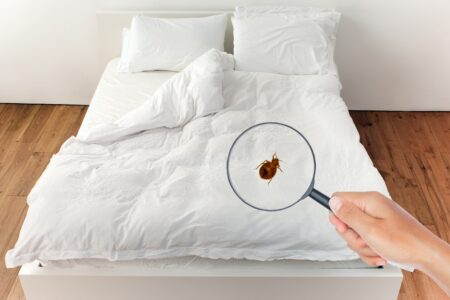 How to remove bed bug poop stains featured image